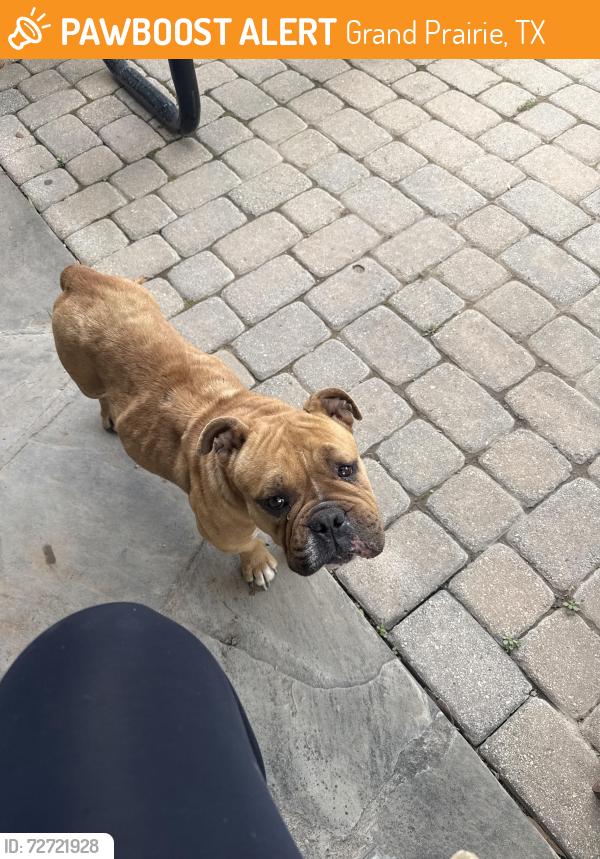 Found/Stray Female Dog last seen S Gilbert rd , Grand Prairie, TX 75050