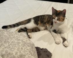 Lost Female Cat last seen Bella Bowman Headquarters, Baton Rouge, LA 70809