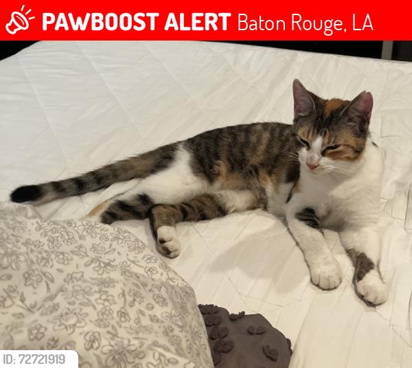 Lost Female Cat last seen Bella Bowman Headquarters, Baton Rouge, LA 70809