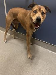 Shelter Stray Female Dog last seen Near BLOCK NW 54 ST, Doral, FL 33122