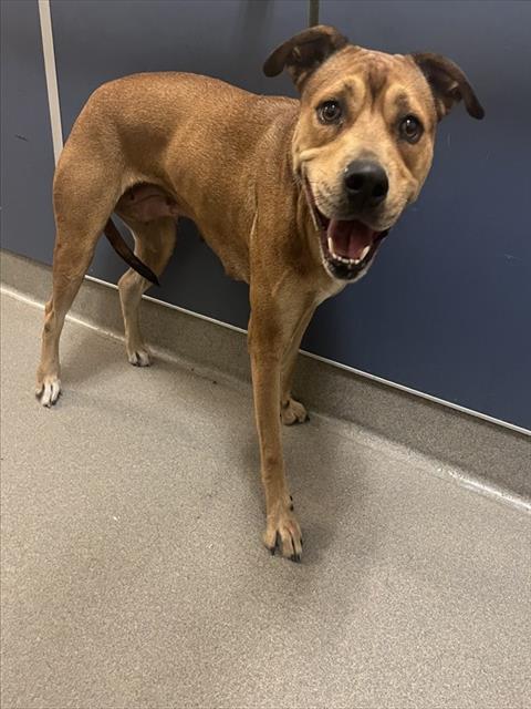 Shelter Stray Female Dog last seen Near BLOCK NW 54 ST, Doral, FL 33122