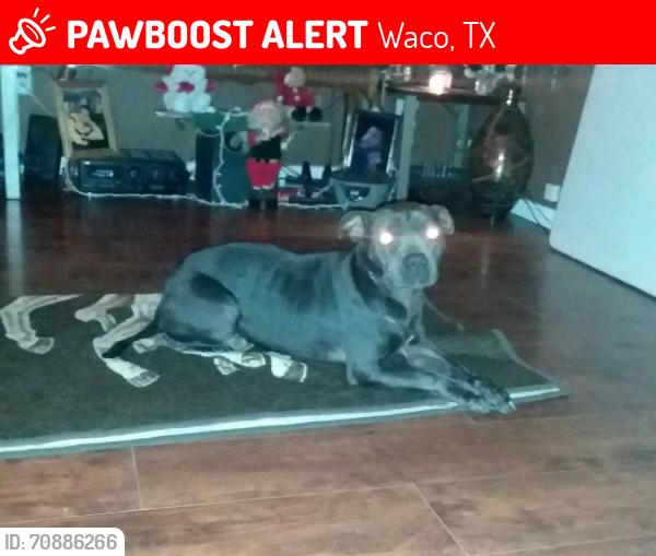 Lost Female Dog last seen New Dallas Hwy Bellmead Tx , Waco, TX 76705