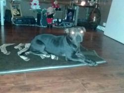 Lost Female Dog last seen New Dallas Hwy Bellmead Tx , Waco, TX 76705