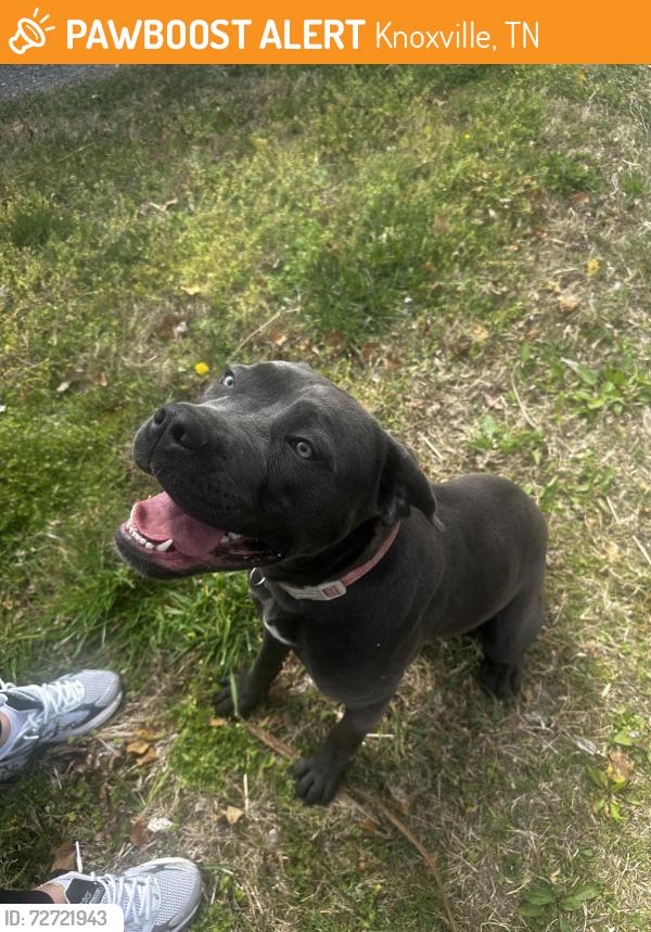 Found/Stray Female Dog last seen Liberty/Knott, Knoxville, TN 37909