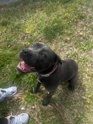 Found/Stray Female Dog last seen Liberty/Knott, Knoxville, TN 37909