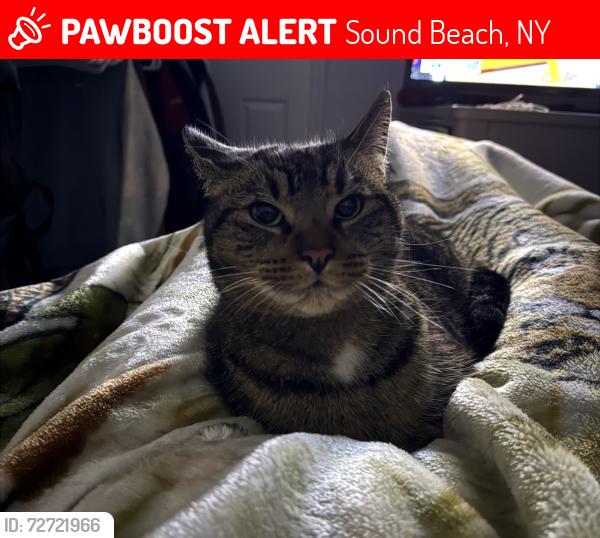 Lost Male Cat last seen Sound beach fire department , Sound Beach, NY 11789