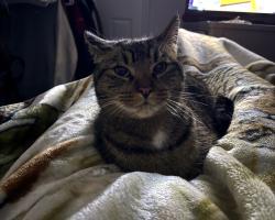 Lost Male Cat last seen Sound beach fire department , Sound Beach, NY 11789