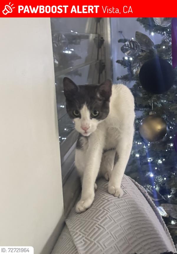 Lost Male Cat last seen Civic center and Santa Fe , Vista, CA 92085
