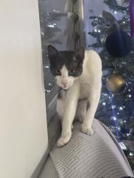 Lost Male Cat last seen Civic center and Santa Fe , Vista, CA 92085