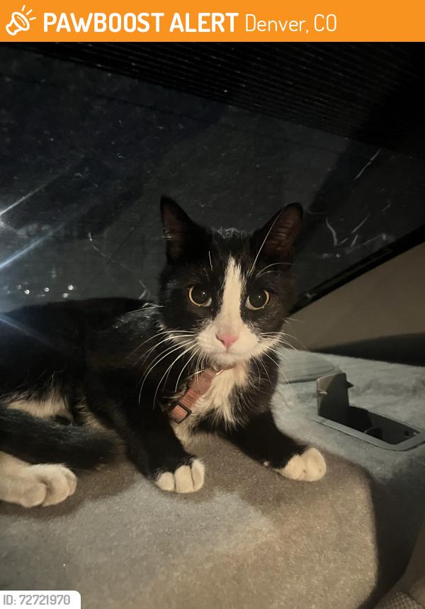 Found/Stray Female Cat last seen 13th and ogden , Denver, CO 80218
