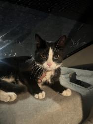 Found/Stray Female Cat last seen 13th and ogden , Denver, CO 80218