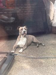 Found/Stray Female Dog last seen Near Centerville rd, Garland, TX 75040