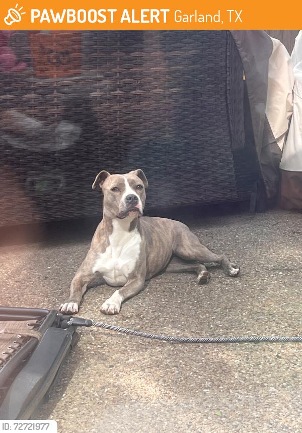 Found/Stray Female Dog last seen Near Centerville rd, Garland, TX 75040
