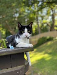 Lost Male Cat last seen N Sharon amity and Independence , Charlotte, NC 28212