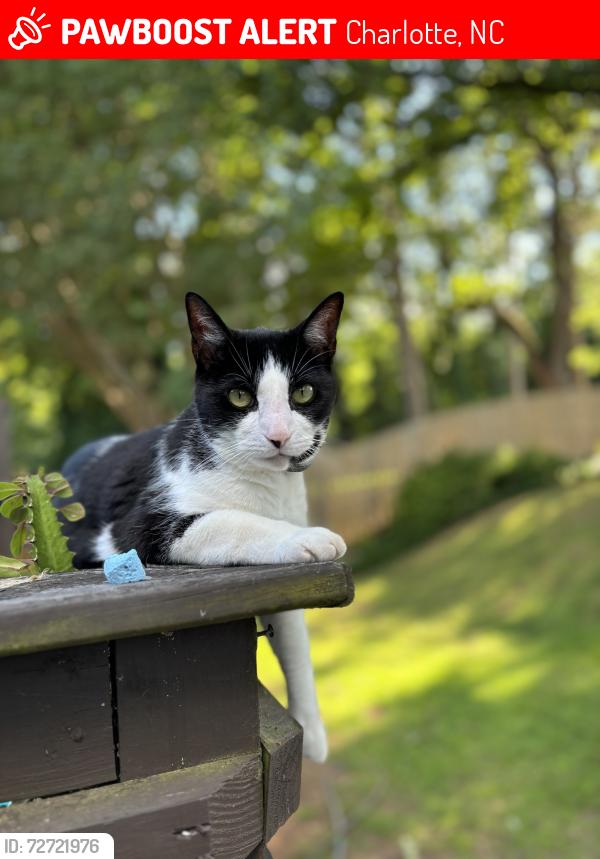Lost Male Cat last seen N Sharon amity and Independence , Charlotte, NC 28212