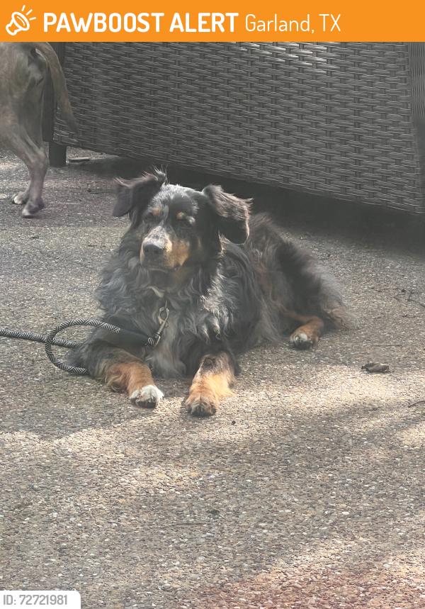 Found/Stray Female Dog last seen Near W Centerville, Garland, TX 75041