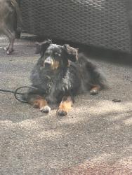 Found/Stray Female Dog last seen Near W Centerville, Garland, TX 75041
