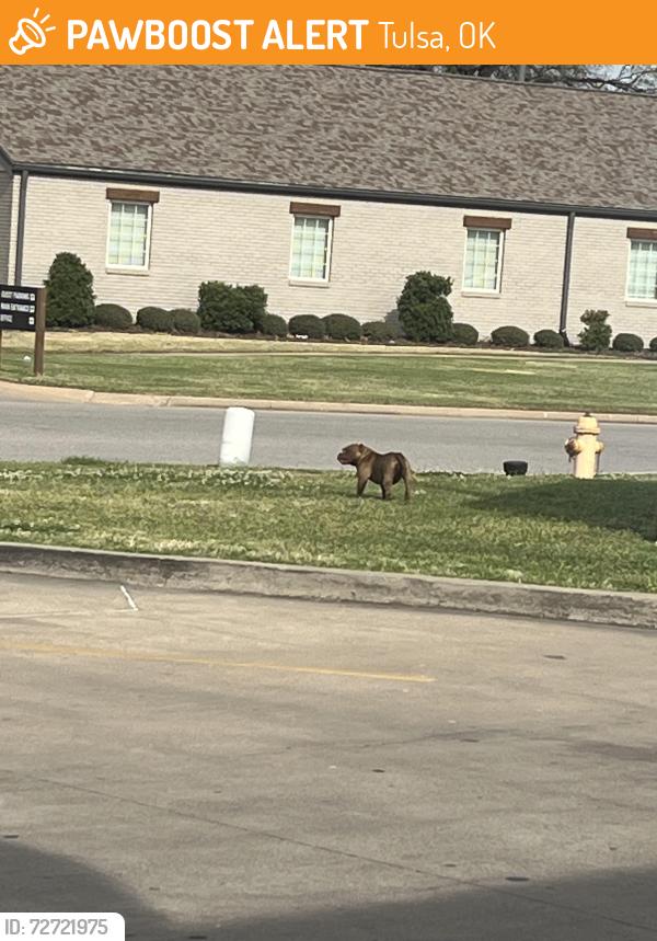 Found/Stray Unknown Dog last seen Near E 41st St Tulsa, OK  74146 United States, Tulsa, OK 74146