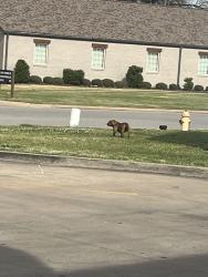 Found/Stray Unknown Dog last seen Near E 41st St Tulsa, OK  74146 United States, Tulsa, OK 74146