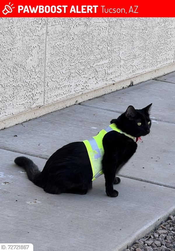 Lost Female Cat last seen E Bantam Rd & S Tucson Blvd, Tucson, AZ 85706