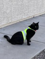 Lost Female Cat last seen E Bantam Rd & S Tucson Blvd, Tucson, AZ 85706