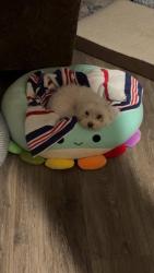 Lost Male Dog last seen Timber creek Highschool , Fort Worth, TX 76244