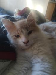 Lost Male Cat last seen Golf club Rd and Sleater Kenny , Lacey, WA 98503