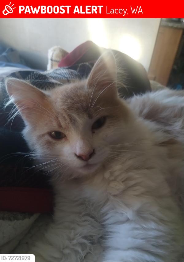 Lost Male Cat last seen Golf club Rd and Sleater Kenny , Lacey, WA 98503