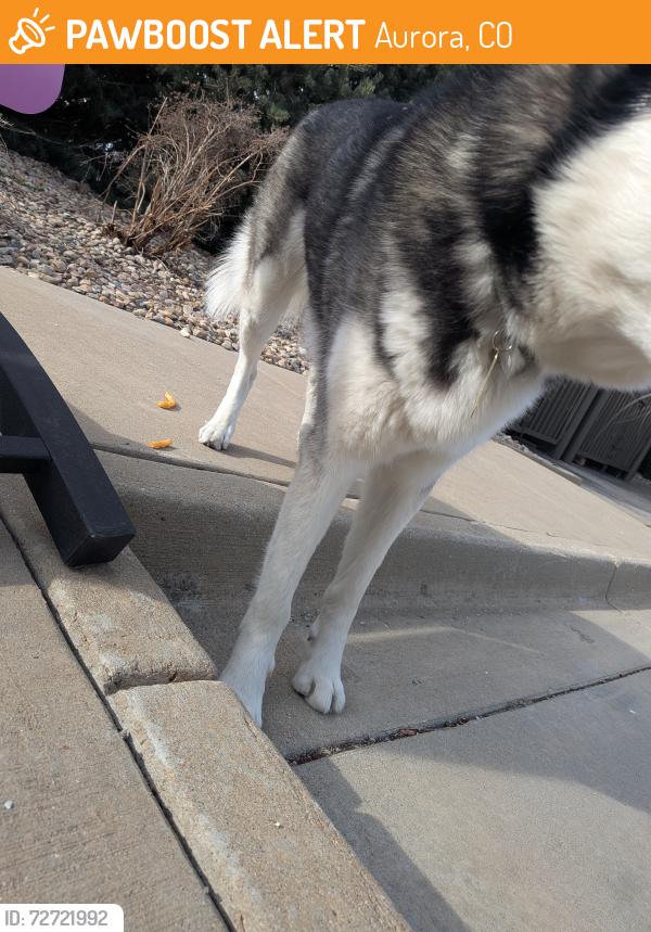Found/Stray Unknown Dog last seen Heading west along Fraser, Aurora, CO 80239