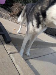 Found/Stray Unknown Dog last seen Heading west along Fraser, Aurora, CO 80239