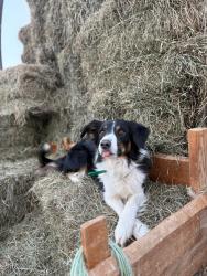 Lost Male Dog last seen Stockwell, Hadley, MA 01035