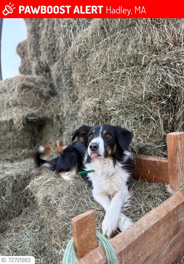 Lost Male Dog last seen Stockwell, Hadley, MA 01035