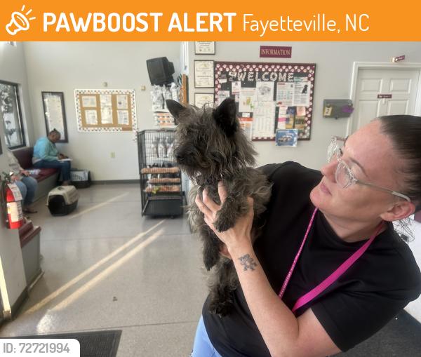 Found/Stray Male Dog last seen Ramsey st, Fayetteville, NC 28301