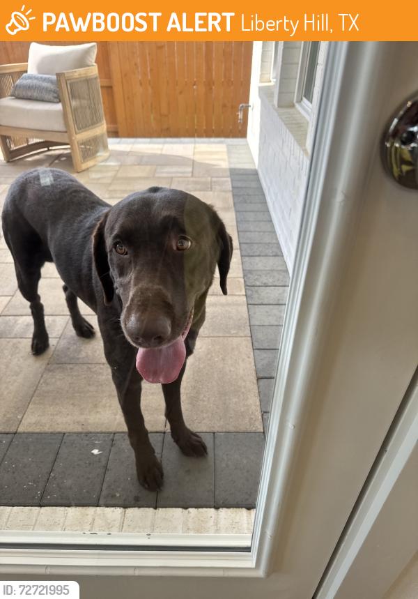 Found/Stray Male Dog last seen Lariat Community in Liberty Hill, TX, Liberty Hill, TX 78642