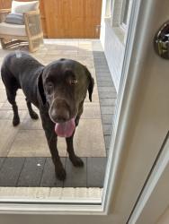Found/Stray Male Dog last seen Lariat Community in Liberty Hill, TX, Liberty Hill, TX 78642