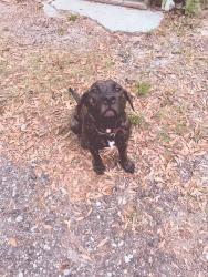 Lost Male Dog last seen Joe Frazier Rd. , Beaufort, SC 29906