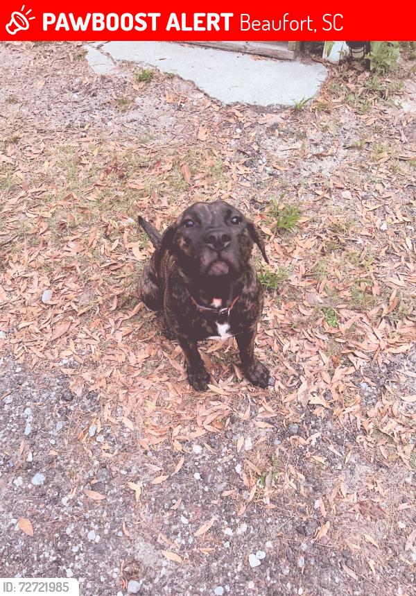 Lost Male Dog last seen Joe Frazier Rd. , Beaufort, SC 29906