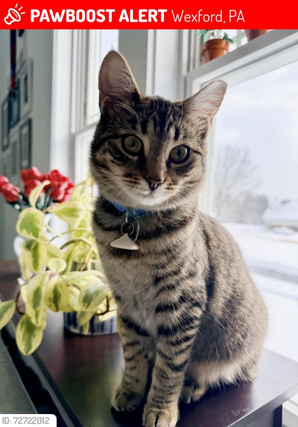 Lost Female Cat last seen Whitetail Circle, Wexford, PA 15090, Wexford, PA 15090
