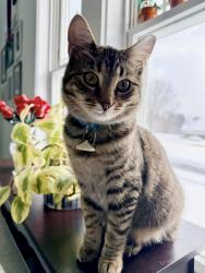 Lost Female Cat last seen Whitetail Circle, Wexford, PA 15090, Wexford, PA 15090