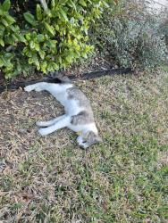 Found/Stray Unknown Cat last seen N Hoot Owl and Indigo Bunting , Leander, TX 78641