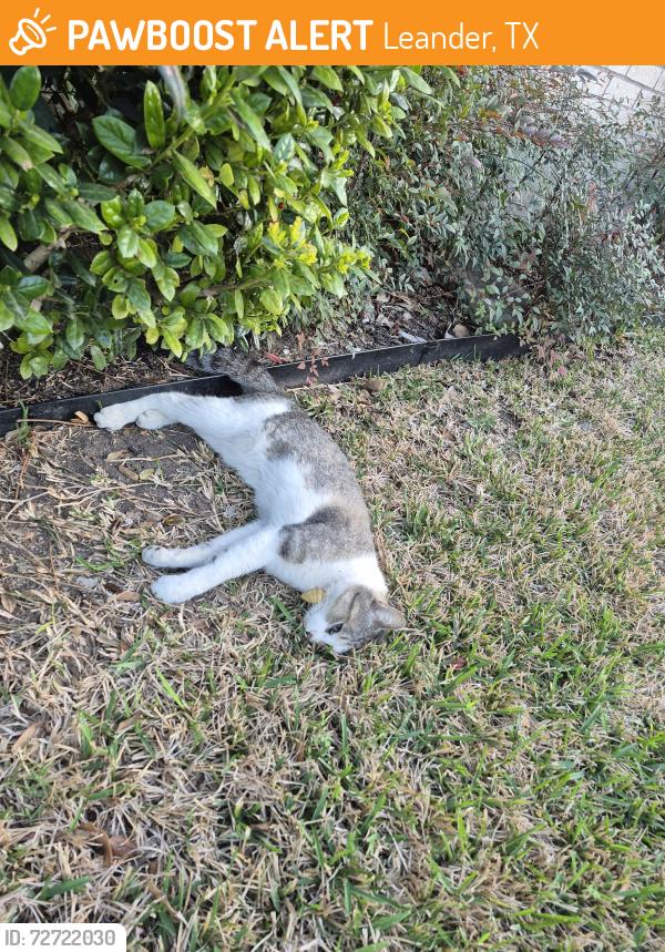Found/Stray Unknown Cat last seen N Hoot Owl and Indigo Bunting , Leander, TX 78641