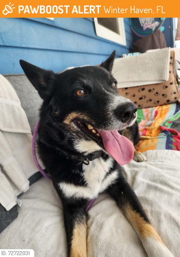 Found/Stray Male Dog last seen 6th & Ave D se, Winter Haven, FL 33880