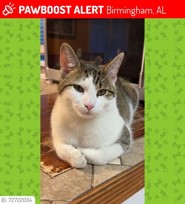 Lost Male Cat last seen Inverness , Birmingham, AL 35242