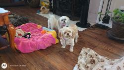 Lost Female Dog last seen PALMER AND RED RIVER, Grand Prairie, TX 75052