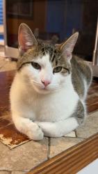 Lost Male Cat last seen Inverness , Birmingham, AL 35242
