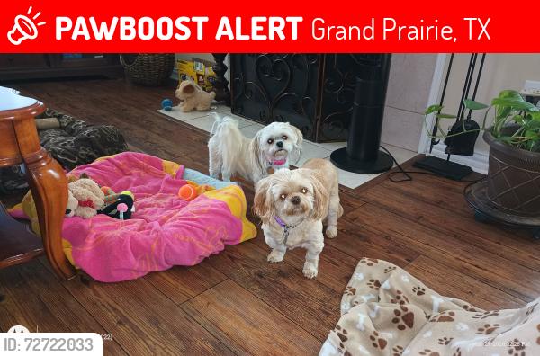Lost Female Dog last seen PALMER AND RED RIVER, Grand Prairie, TX 75052