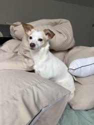 Lost Female Dog last seen Old hacker road , Brighton, MI 48114