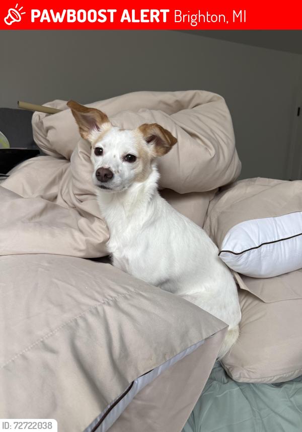Lost Female Dog last seen Old hacker road , Brighton, MI 48114