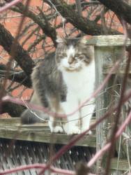 Found/Stray Unknown Cat last seen Yong St & Bloomigton, Aurora, ON L4G 6R7