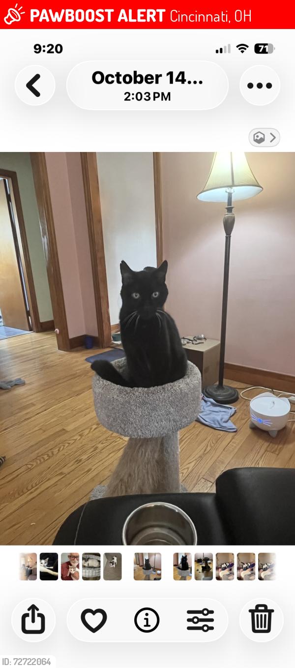 Lost Male Cat last seen Behind Laurel ridge dead end backs up to my property , Cincinnati, OH 45247